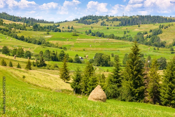 Obraz rural mountain landscape in summer. haystack on green hill near village. alpine scenery at the foot of borzhava ridge of ukraine in afternoon light