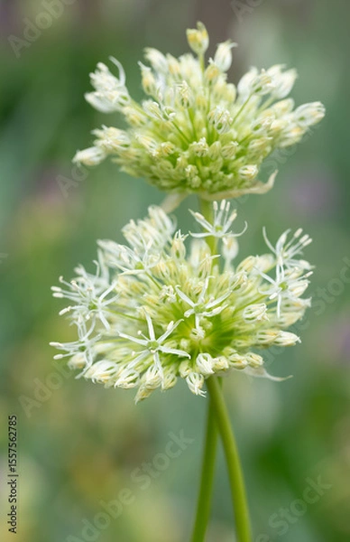 Fototapeta Two white flowers of the ornamental leek in close-up in portrait format. Other flowers in the background.