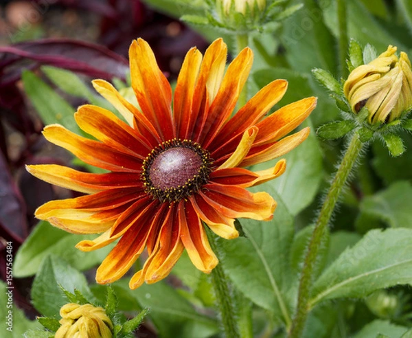 Fototapeta Rudbeckia hirta 'Cappuccino'.  Rudbeckie ou échinacée aux yeux noirs à splendide floraison jaune orangé teinté de bronze au sommet d'un tige robuste hérissée et poilue