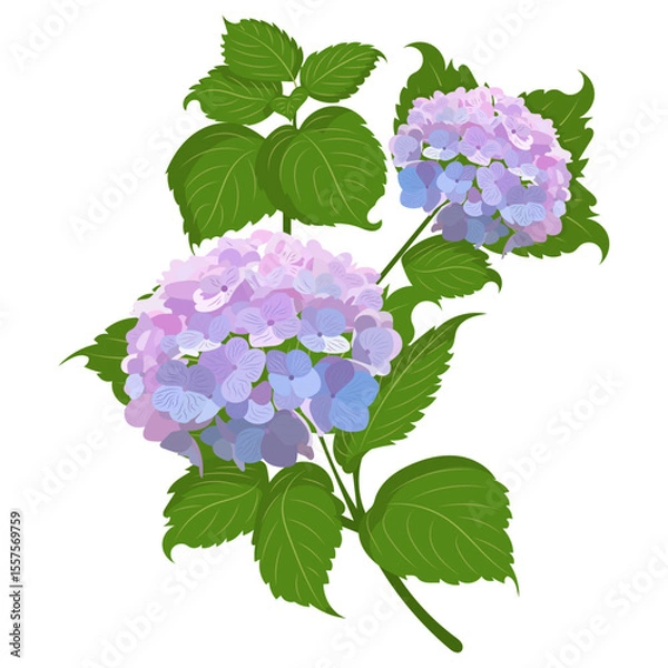 Fototapeta Vector illustration of a branch of purple and blue hydrangea flowers with green leaves on a white background. Ideal for floral, garden or decorative stock images.