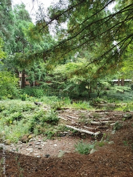 Obraz Árboles Sequoia 