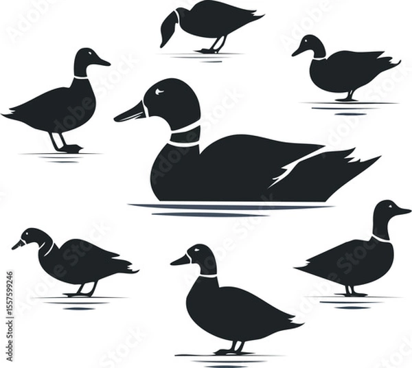 Fototapeta Elegant Mallard Duck Silhouette Set A Collection of Swimming and Flying Ducks in Vector Format