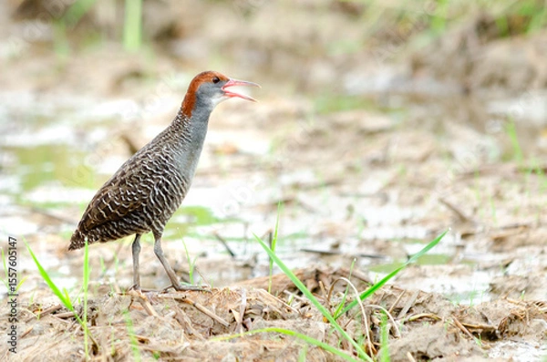 Obraz Slaty-breasted Rail Singing in the middle of a rice field in rural Thailand
