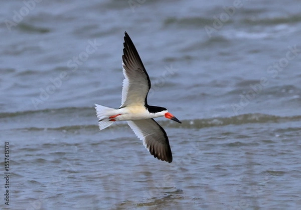Obraz One Black Skimmer flying close to the ocean surface