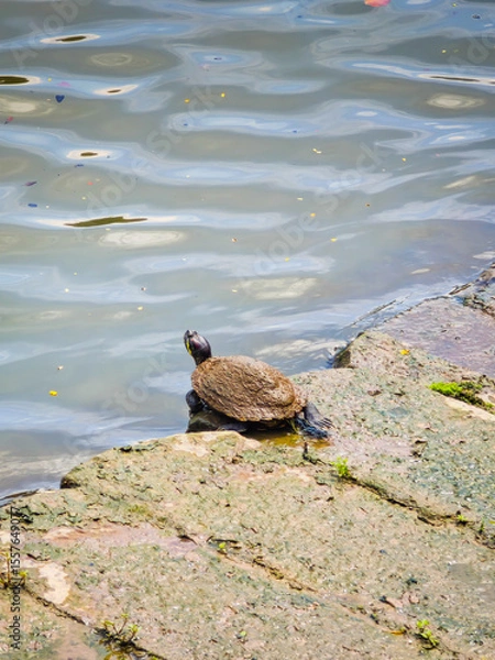 Obraz Funny turtles playing in natural environment in Marina Bay in downtown of Singapore in a middle of a city