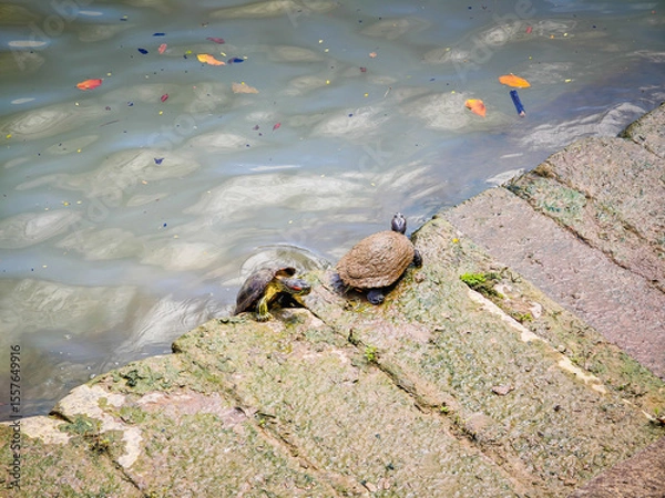 Obraz Funny turtles playing in natural environment in Marina Bay in downtown of Singapore in a middle of a city