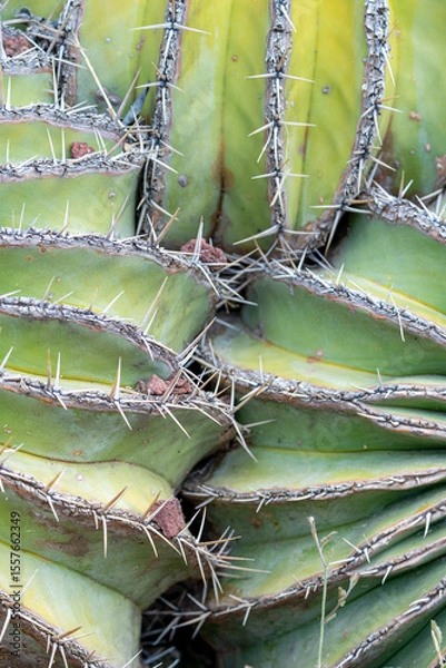 Obraz Laberinto de espinas