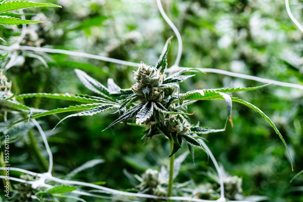 Fototapeta Vibrant cannabis buds flourish on a large plantation, highlighting agricultural beauty.