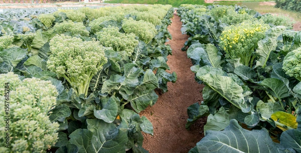 Obraz Green broccoli growing in the agricultural field