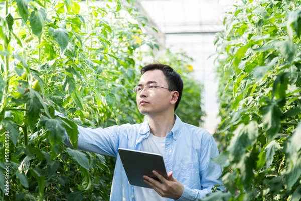 Obraz Young man farmer using digital tablet in tomato farm