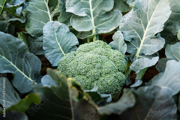 Obraz Green broccoli growing in the agricultural field