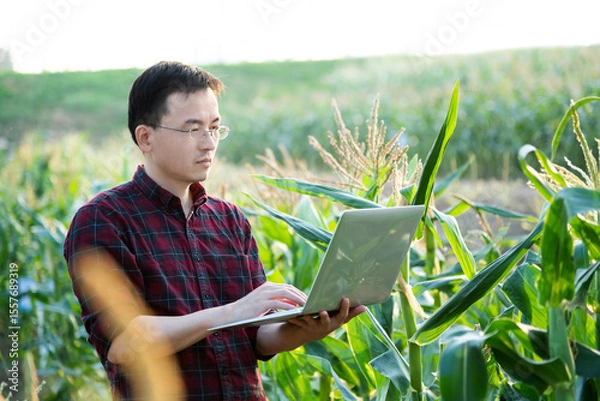Obraz Young man farmer using laptop in corn field