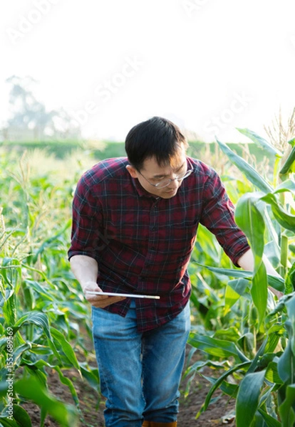 Obraz Young man farmer using digital tablet in corn field