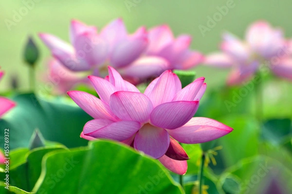 Obraz Blossom lotus flower