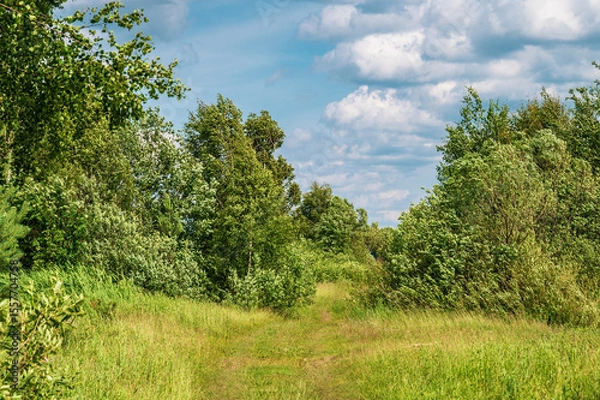 Fototapeta A forest road against the backdrop of trees bending in the wind. Sunny wind landscape.