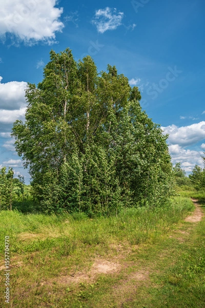 Fototapeta A forest road against the backdrop of trees bending in the wind. Sunny wind landscape.