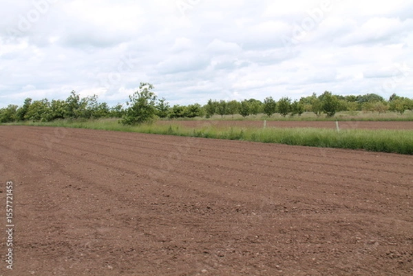 Obraz The Fields and Trees of an Agroforestry Farming Project.