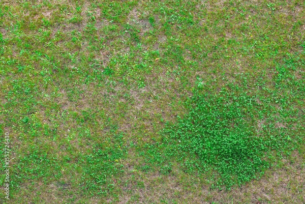 Fototapeta Patchy Lawn with Clover Weed from Above