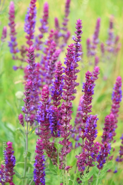 Fototapeta Sage (salvia nemorosa) grows in the wild