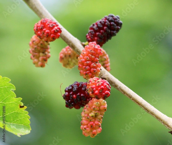 Fototapeta Black mulberry berries (Morus nigra) ripen on a tree branch