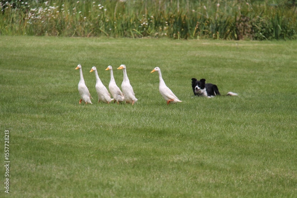 Obraz Indian Running Ducks Being Controlled by a Collie Dog.
