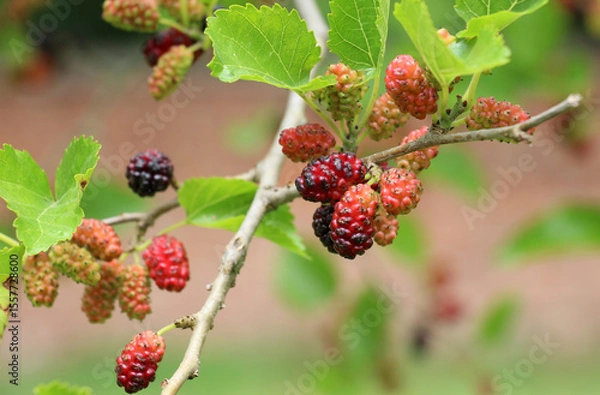 Fototapeta Black mulberry berries (Morus nigra) ripen on a tree branch
