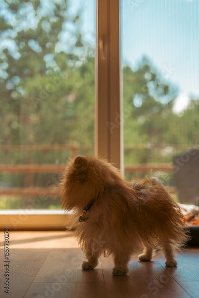 Obraz dog on the home