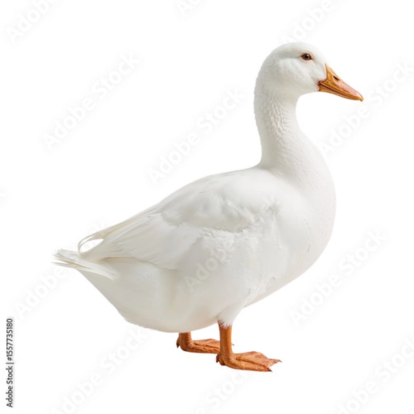 Obraz White duck with orange beak and feet isolated on a transparent background domestic fowl