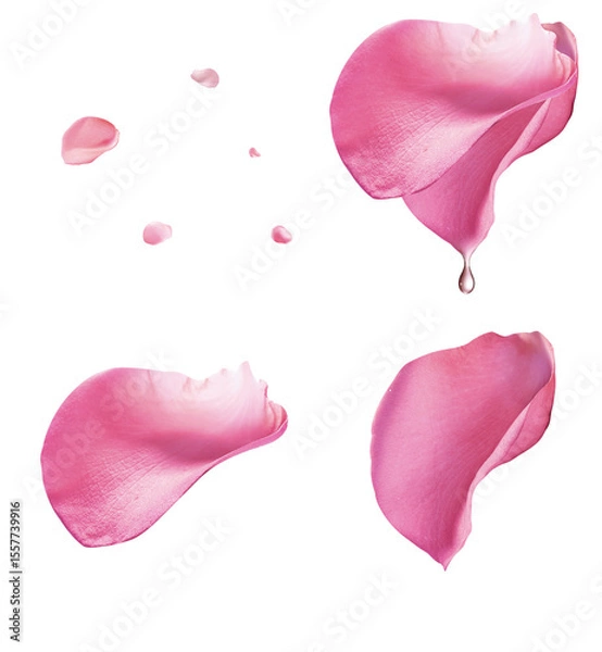 Obraz pink rose petals pattern 