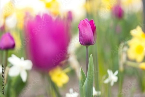 Fototapeta Purple tulip - bokeh of tulips and daffodils