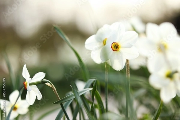 Fototapeta Poet's Daffodil - White Daffodils - Flowers with soft bokeh
