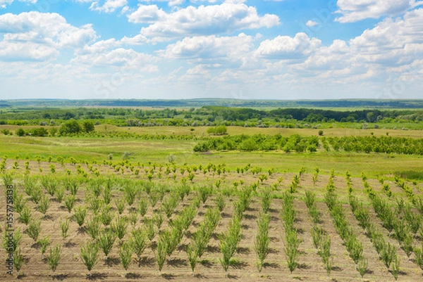 Fototapeta Young spring cherry orchard and beautiful bright blue sky with clouds.