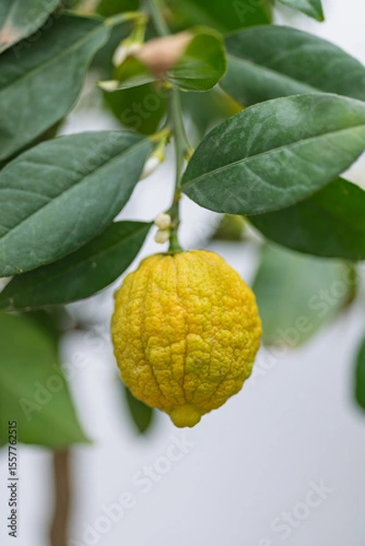 Fototapeta Lemon fruit on a tree with green leaves, perfect for culinary blogs. Enhance your recipes or food photography projects. Ideal for cooking, gardening, or kitchen content.
