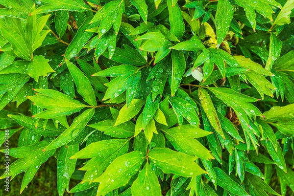 Fototapeta Close up view of peony leaves covered with raindrops after heavy summer rain in garden. Sweden.