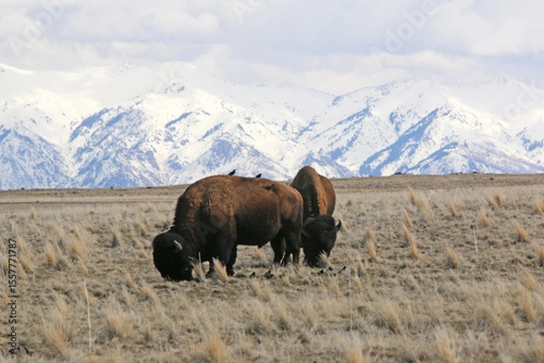 Fototapeta Bison on Antelope Island, Utah, in winter	