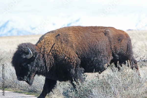 Fototapeta Bison on Antelope Island, Utah, in winter	