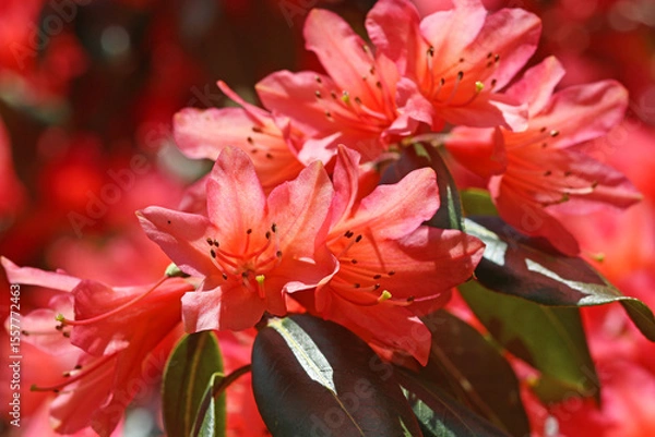 Fototapeta Red azalea flowers in Spring
