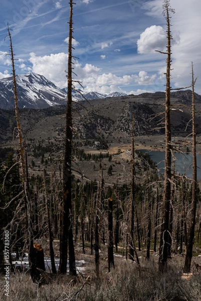 Fototapeta High-elevation alpine lake gleaming turquoise beyond a stand of fire-scarred pine trunks, framed by granite ridges and late-season snowfields under a dramatic spring sky in the High Sierra mountains