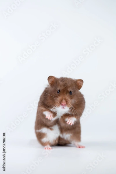 Obraz Standing Syrian Hamster Posing on White Studio Background