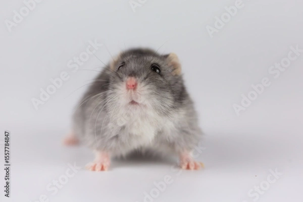 Obraz Alert Winter White Dwarf Hamster on White Background