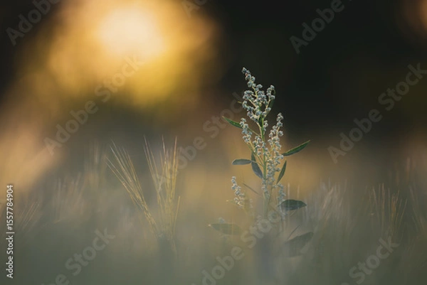Obraz Golden-Hour Wildflower in Soft Summer Meadow – Dreamy Nature Bokeh Scene
