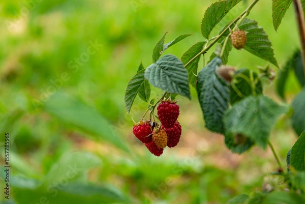 Fototapeta Ripe raspberry on a branch