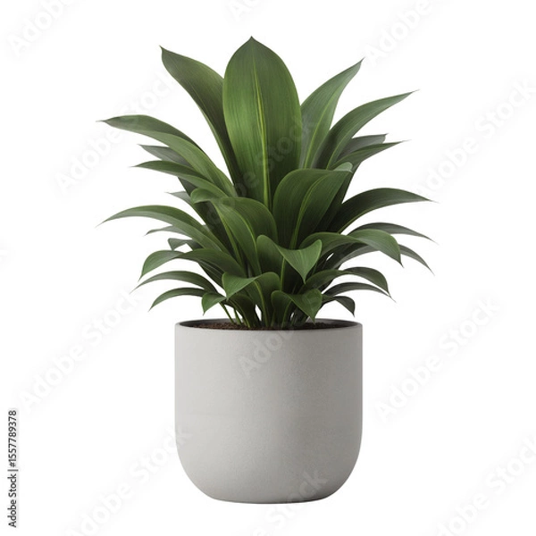 Obraz Potted green plant in minimalist white ceramic planter  isolate on a transparent background