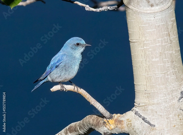 Obraz Blue Bird