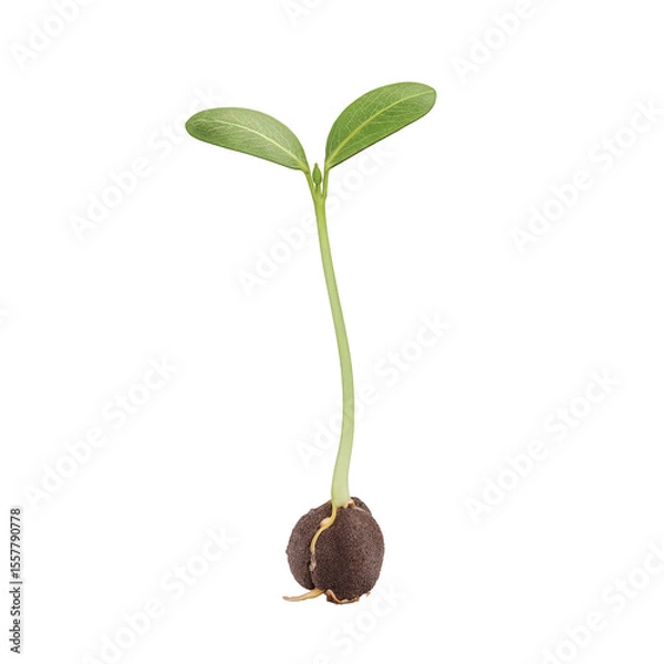 Obraz Green seedling sprouting from soil isolate on a transparent background