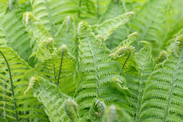 Fototapeta Close-up of young green fern growing in spring. Two fern fronds in the foreground and the other fern fronds in the background.