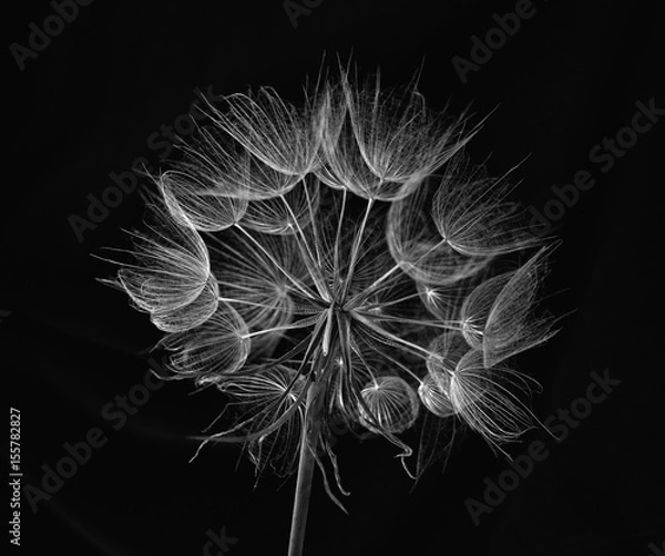 Obraz delikate flower