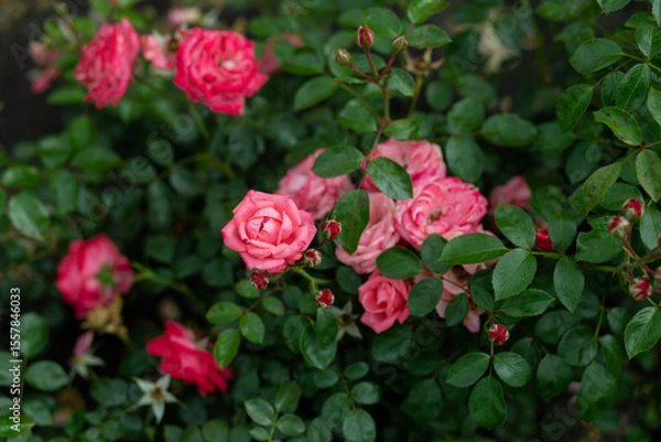 Fototapeta bright flowers after a strong wind or hurricane in the farmer's garden. Gardener's job on a summer day: rose bushes on a plantation. an open greenhouse for seedlings and seeds
