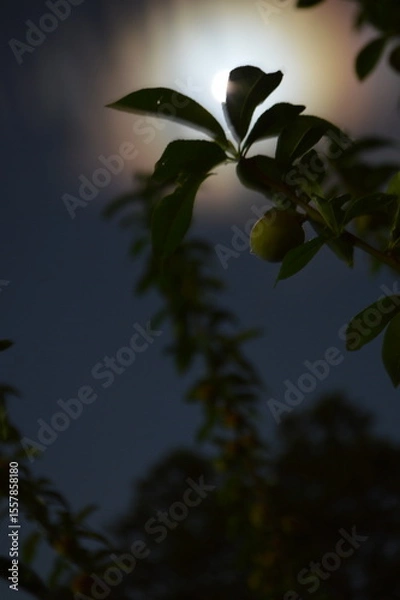 Obraz Moonlight Peach Tree