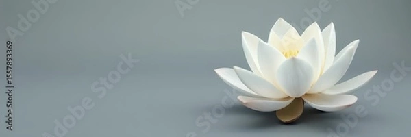Fototapeta Serene white lotus blossom against a muted gray backdrop , gray, stock photo, plant